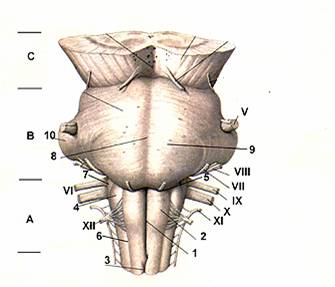 MEDULLA OBLONGATA